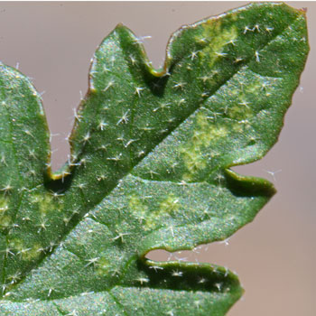 Sphaeralcea rusbyi, Rusby's Globemallow